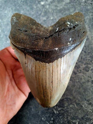 Megalodon - Fossiele tand - 13.5 cm - 10.1 cm