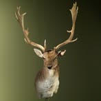 Damhert Taxidermie Opgezette Dieren By Max, Ophalen of Verzenden, Nieuw, Wild dier, Opgezet dier