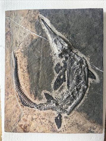 Museumkwaliteit verzamelobject - Gefossiliseerd dier -