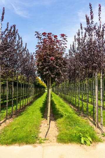 Acer platanoides Crimson Sentry bolvorm 6/8 225cm stam