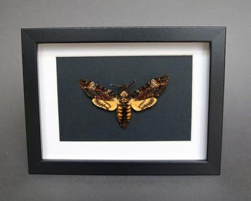 Mot Taxidermie volledige montage - Acherontia atropos - 13