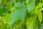Morus alba Pendula hoogstam