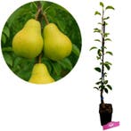 Pyrus communis Doyenne du comice + Pot 11cm, Tuin en Terras, Verzenden, Volle zon