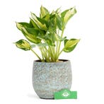 Hosta Whirlwind + Pot 17cm, Verzenden