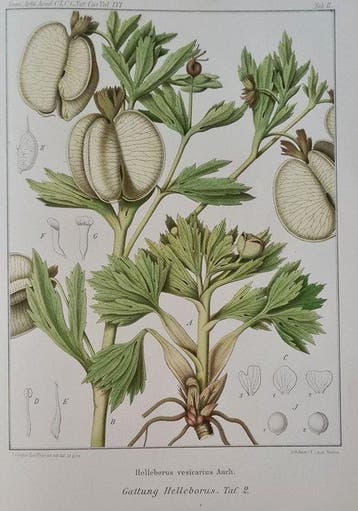 Dr. Victor Schiffner - Monographia Hellebororum -