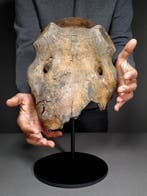 Megalocero schedelonderdeel - Fossiel bot - Megaloceros