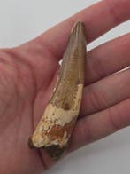 Spinosaurus - Gefossiliseerd dier - Spinosaur Aegyptiacus -