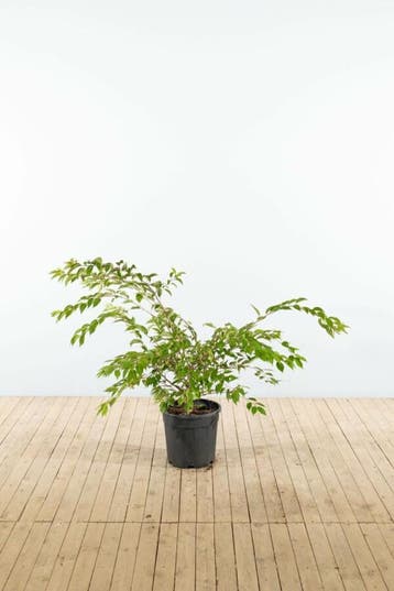 Prunus x subhirtella Autumnalis struik 175-200, Tuin en Terras, Planten | Tuinplanten