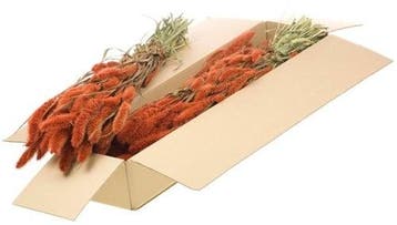 Setaria Trosgierst SB Burnt Orange, Ophalen of Verzenden, Nieuw
