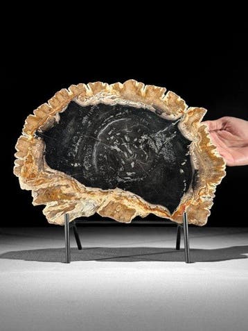 Prachtige plak versteend hout op een op maat gemaakte