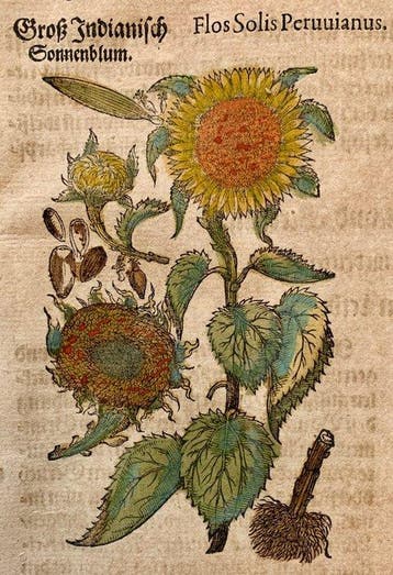 Pietro Andrea Mattioli - Original hand-colored leaf from