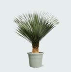 Green Bubble - Yucca Rostrata - 170cm - Ø50 cm, Ophalen of Verzenden