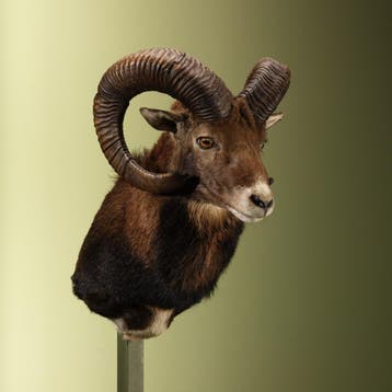 Moeflon Taxidermie Opgezette Dieren By Max, Verzamelen, Dierenverzamelingen, Ophalen of Verzenden, Nieuw, Wild dier, Opgezet dier