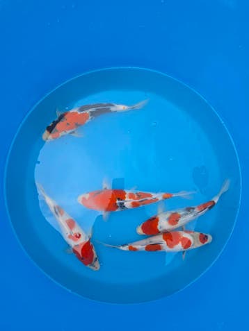 Japanse koi vanaf €11 | Einde-seizoensale tot 50%, Dieren en Toebehoren, Karper of Koi