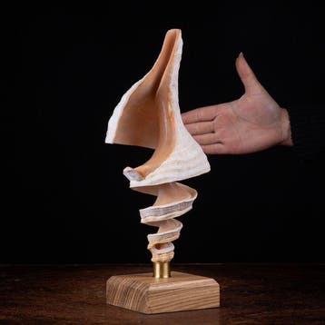 Ingesneden zeeschelp: Kunst van de Zee - Spiraal -