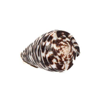 Conus polyglotta (40mm) - Filipijnen - Uitzonderlijk GEM, Verzamelen, Nieuw