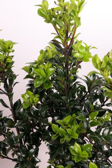 Hulst Heckenstar | Dichte wintergroene haag, Tuin en Terras, Verzenden, Hulst, Haag, Minder dan 100 cm