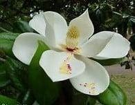 Geurolie Magnolia voor melts kaarsen en zeep 20 ml, Ophalen of Verzenden, Nieuw