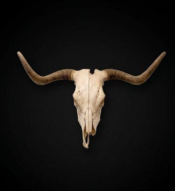 Spaanse stier Schedel met gewei - Bos Taurus, Toro Bravo -