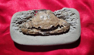 Krab - Fossiele matrix - Charybdis sp - 8.5 cm, Verzamelen