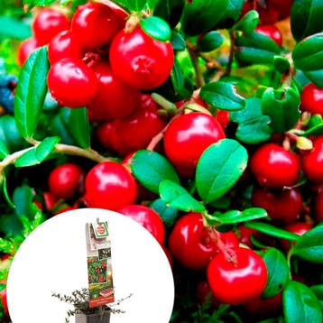 Cranberry container (P11) Roze, Verzenden