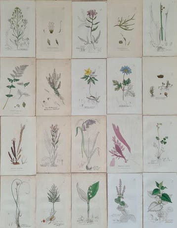 James Sowerby - 20 deels handgekleurde lithos o.a.