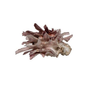 Zeldzame paarse stekelachtige oester – Spondylus variegatus, Nieuw