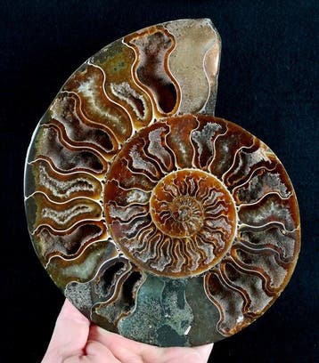 Ammoniet - Gefossiliseerd dier - Aioloceras (Cleoniceras), Verzamelen, Mineralen en Fossielen