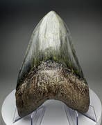 Megalodon - Fossiele tand - 16 cm - 11 cm