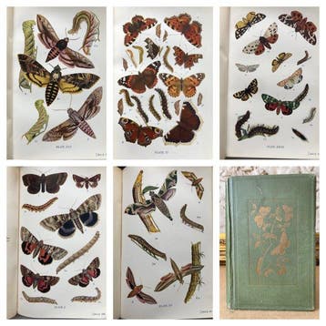 W. Egmont Kirby. - UK Butterflies & Moths. {70 coloured