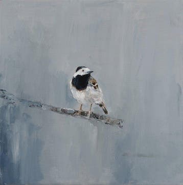 Matthieu van Riel - Kwikstaart
