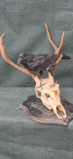 Zwarte kraai - Elaphehert Taxidermie wandmontage - Corvus, Nieuw