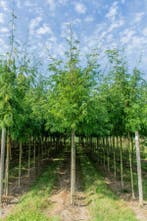 Gleditsia triacanthos Sunburst hoogstam, Tuin en Terras, Planten | Tuinplanten