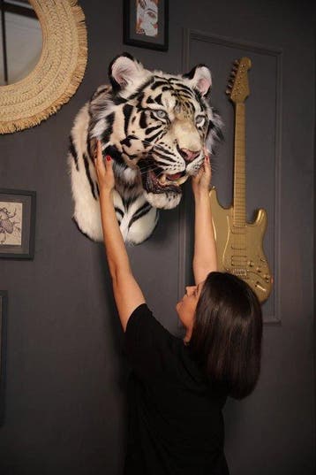 Tijger Taxidermie replica montage - White Tiger (Panthera, Nieuw