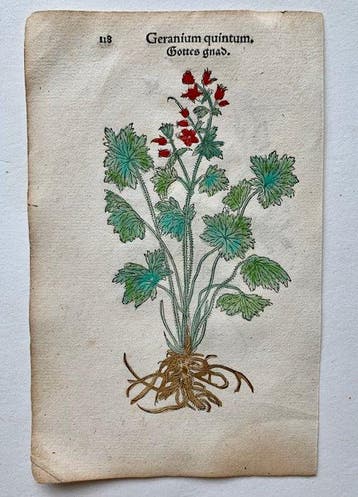 Leonhart Fuchs - Primi de stirpium historia commentariorum