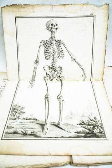 M. Sué le Fils - Elémens Danatomie, a lusage des peintres,