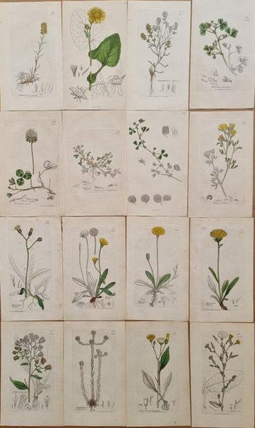 James Edward Smith / James Sowerby - Lot. of 16 sheets -, Antiek en Kunst