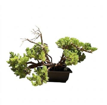 Jeneverbes bonsai (Juniperus) - Hoogte (boom): 23 cm -