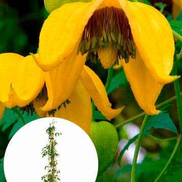 Clematis Tangutica container (P15) Sierplanten, Raskleur, Verzenden, Overige soorten, Struik