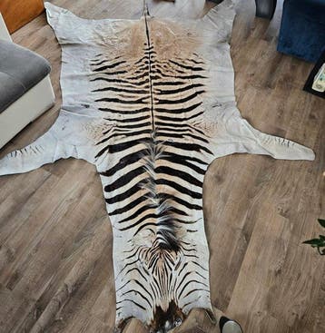 Zebra Taxidermie volledige montage - Equus quagga - 300 cm -