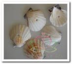 Pecten Vexillum White Geboorde Schelpen Hole 4 mm Per kilo, Ophalen of Verzenden, Nieuw