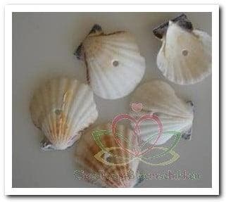 Pecten Vexillum White Geboorde Schelpen Hole 4 mm Per kilo, Ophalen of Verzenden, Nieuw