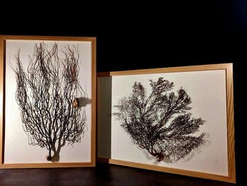 twee ingelijste exemplaren van gorgoniën Taxidermie, Nieuw