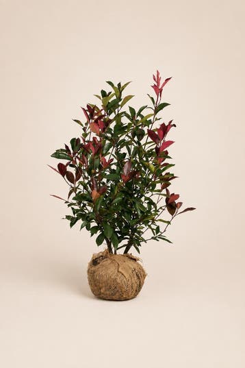 Photinia Red Robin | Kleurrijke glansmispelhaag, Tuin en Terras, Verzenden, Laurier, Haag, 100 tot 250 cm