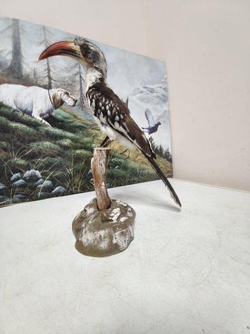 calao dal beccorosso Taxidermie volledige montage - Tockus, Nieuw