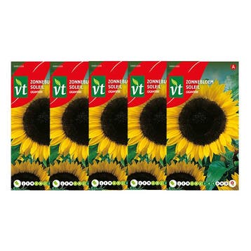 Bloemzaden zonnebloem | VT | 5 stuks, Tuin en Terras, Verzenden