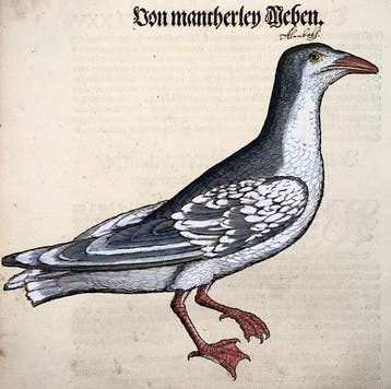 Conrad Gesner - First German Issue - Aquatic Bird, Gull -, Antiek en Kunst
