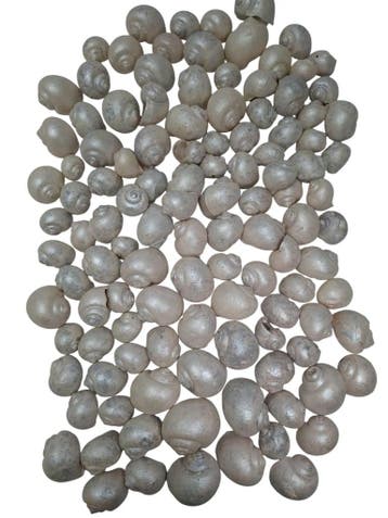 Nattai schelpen Parelmoer Wit 500 gram, Ophalen of Verzenden, Nieuw
