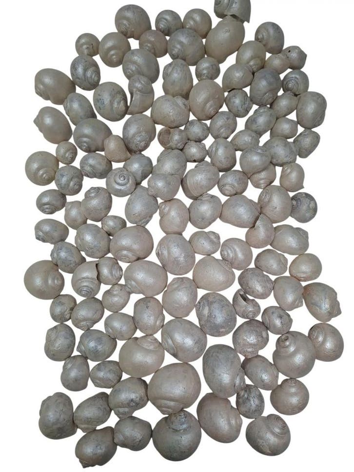Nattai schelpen Parelmoer Wit 500 gram, Hobby en Vrije tijd, Knutselen, Nieuw, Ophalen of Verzenden