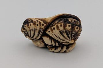 Schelpen Netsuke - Been - Japan - Meiji periode (1868-1912)